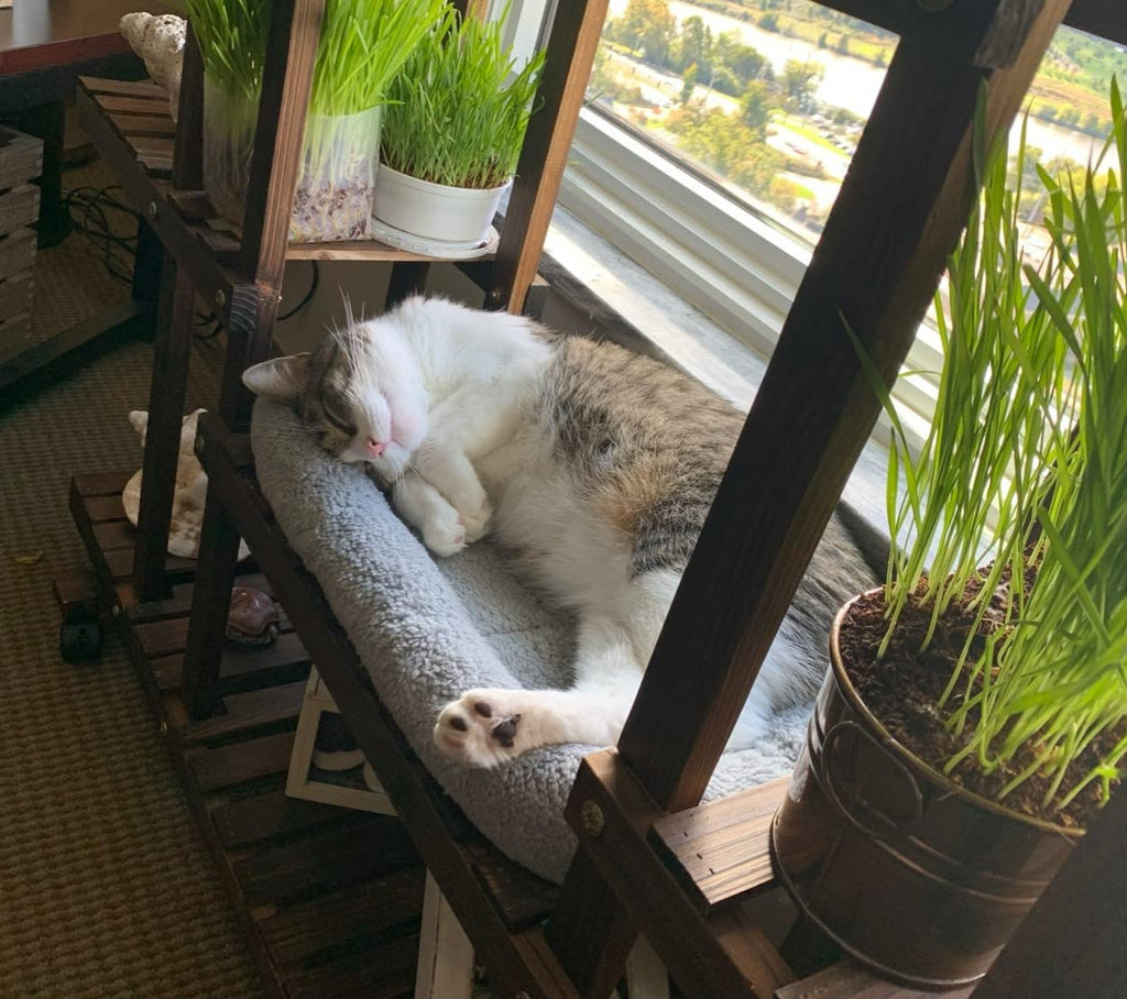 Cat Bed with Pillow, Anti Skid Bottom, Small K587919