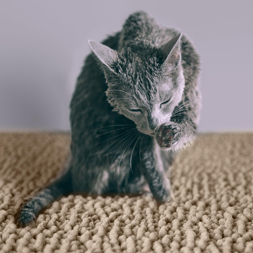 Super Absorbent Waterproof Non Slip Cat Litter Mat V69574